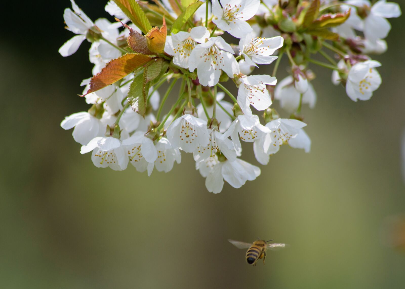 Nikon D750 sample photo. Tree, bee, spring photography