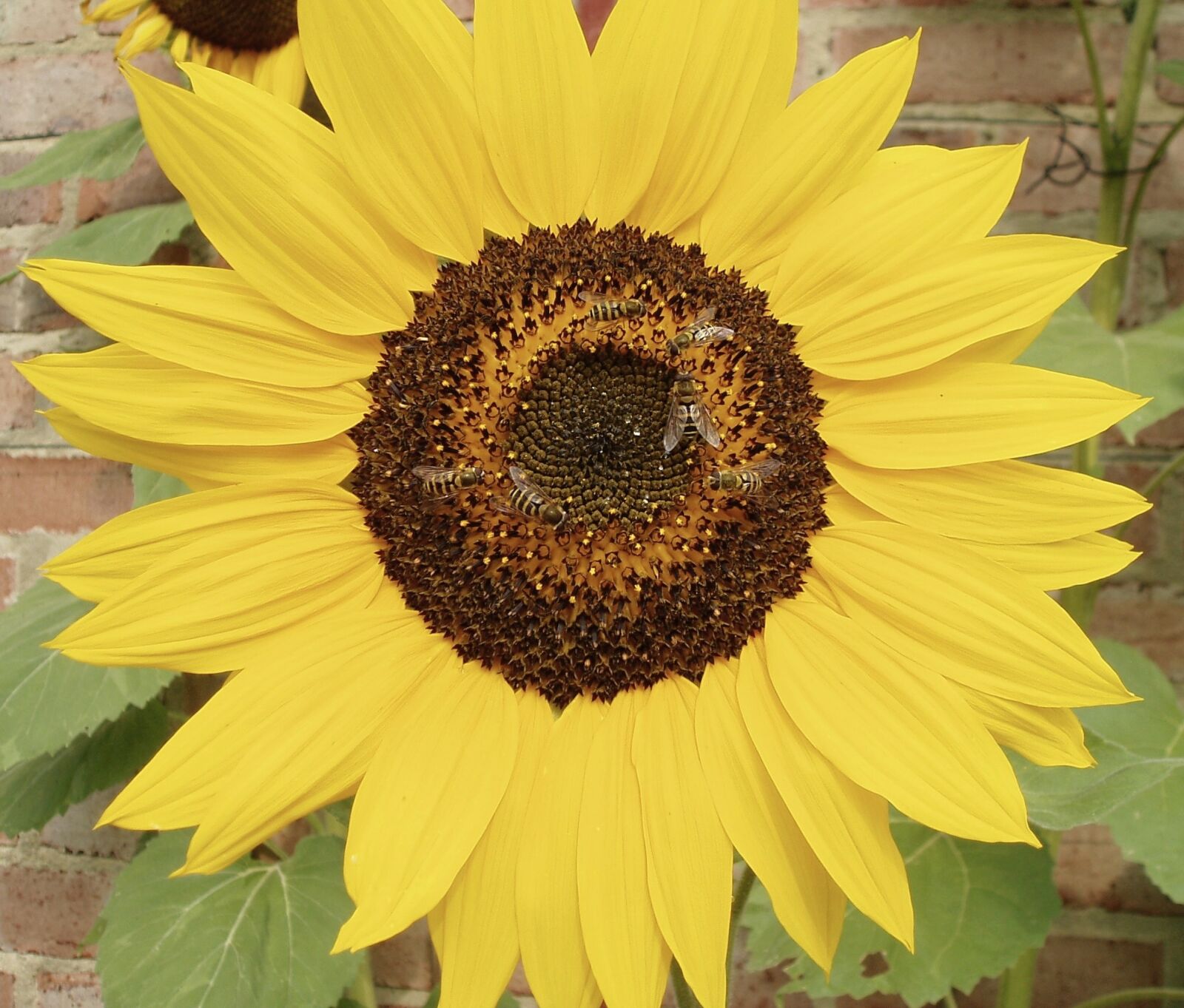 Olympus u30D,S410D,u410D sample photo. Bees, pollinate, sunflower photography