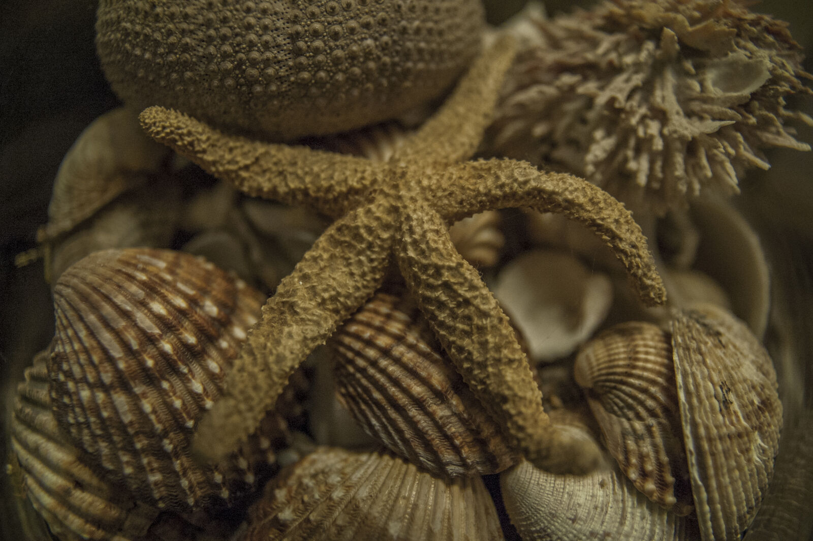 KONICA MINOLTA DYNAX 7D sample photo. Night, sea, shell photography