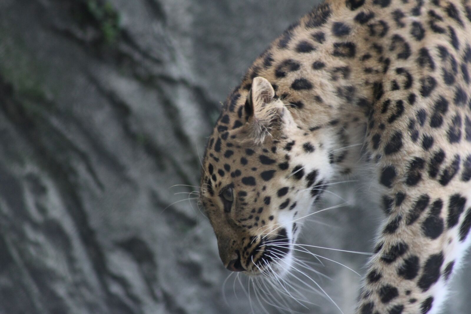 Canon EOS 7D sample photo. Leopard, large, cat photography