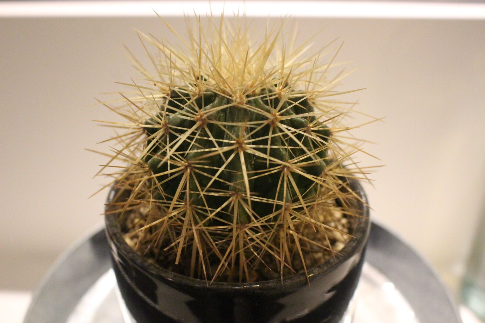 Canon EOS 100D (EOS Rebel SL1 / EOS Kiss X7) sample photo. Cactus, prickly, nature photography