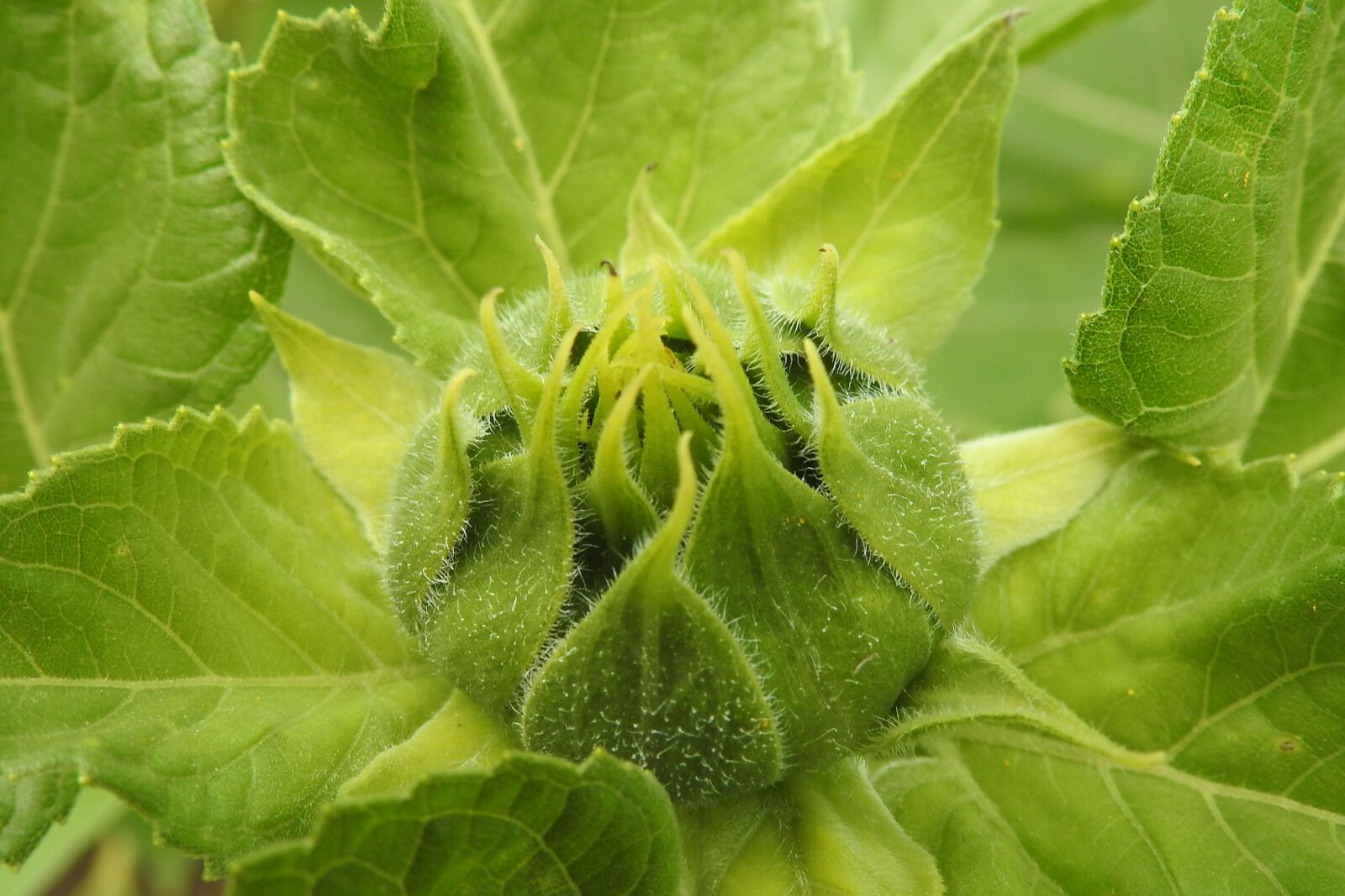 Nikon Coolpix P900 sample photo. Sunflower, bud, green photography
