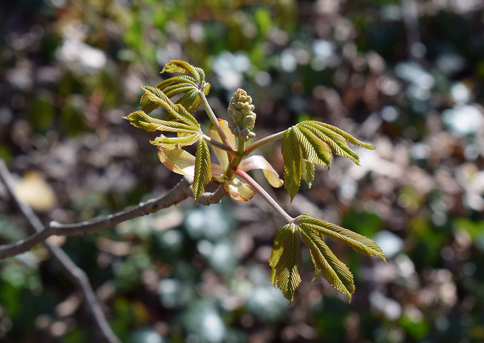 Nikon D3300 sample photo. Leaves, flower bud, japanese photography