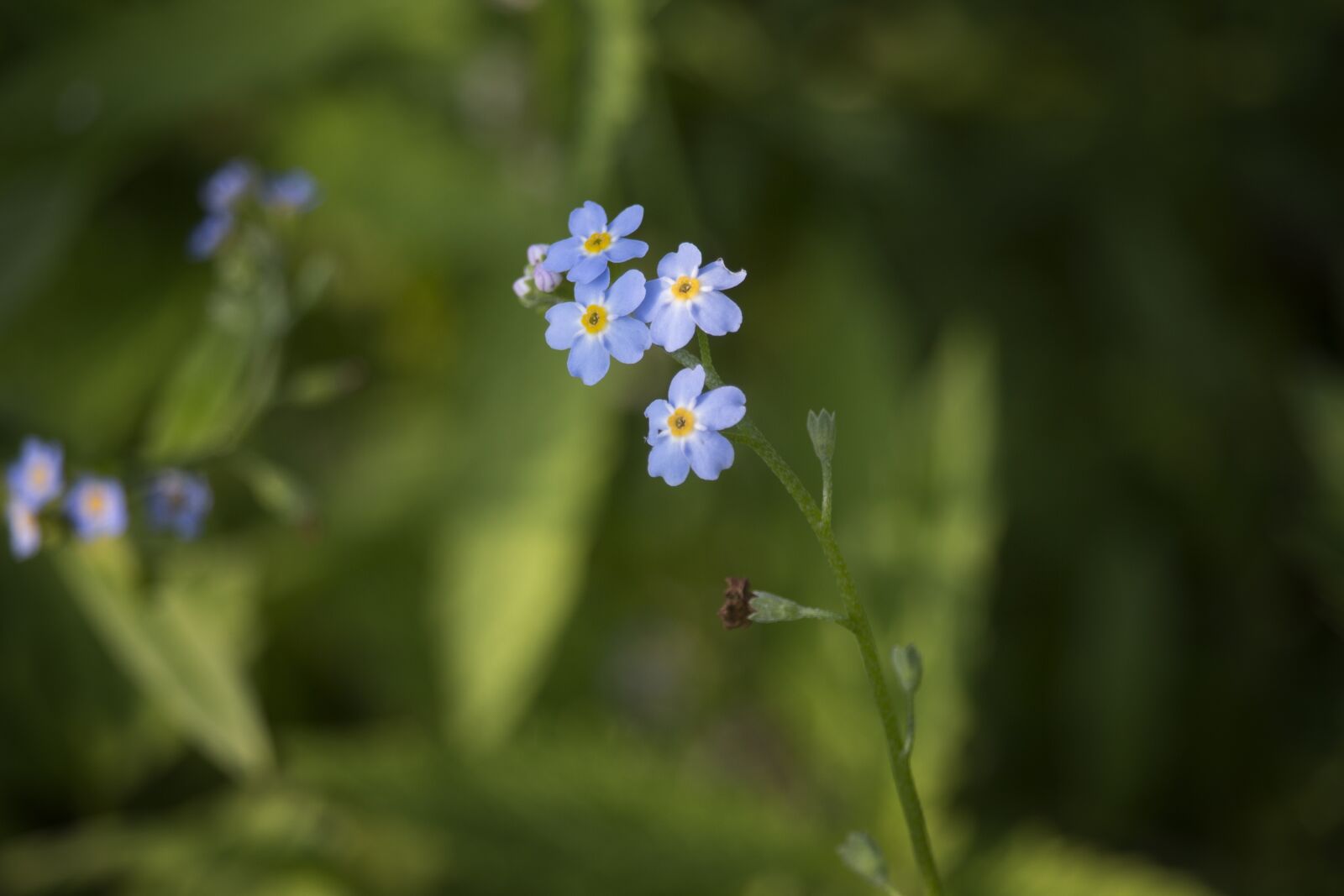 Canon EF-S 55-250mm F4-5.6 IS STM sample photo. Flower, nature, forget photography