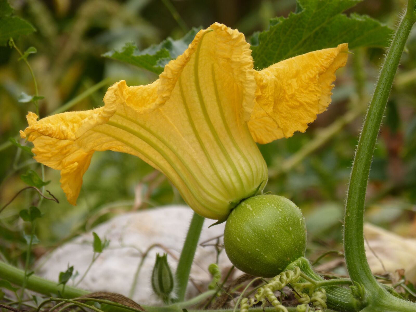 Panasonic DMC-FZ62 sample photo. Calabacera, flower, squash blossom photography