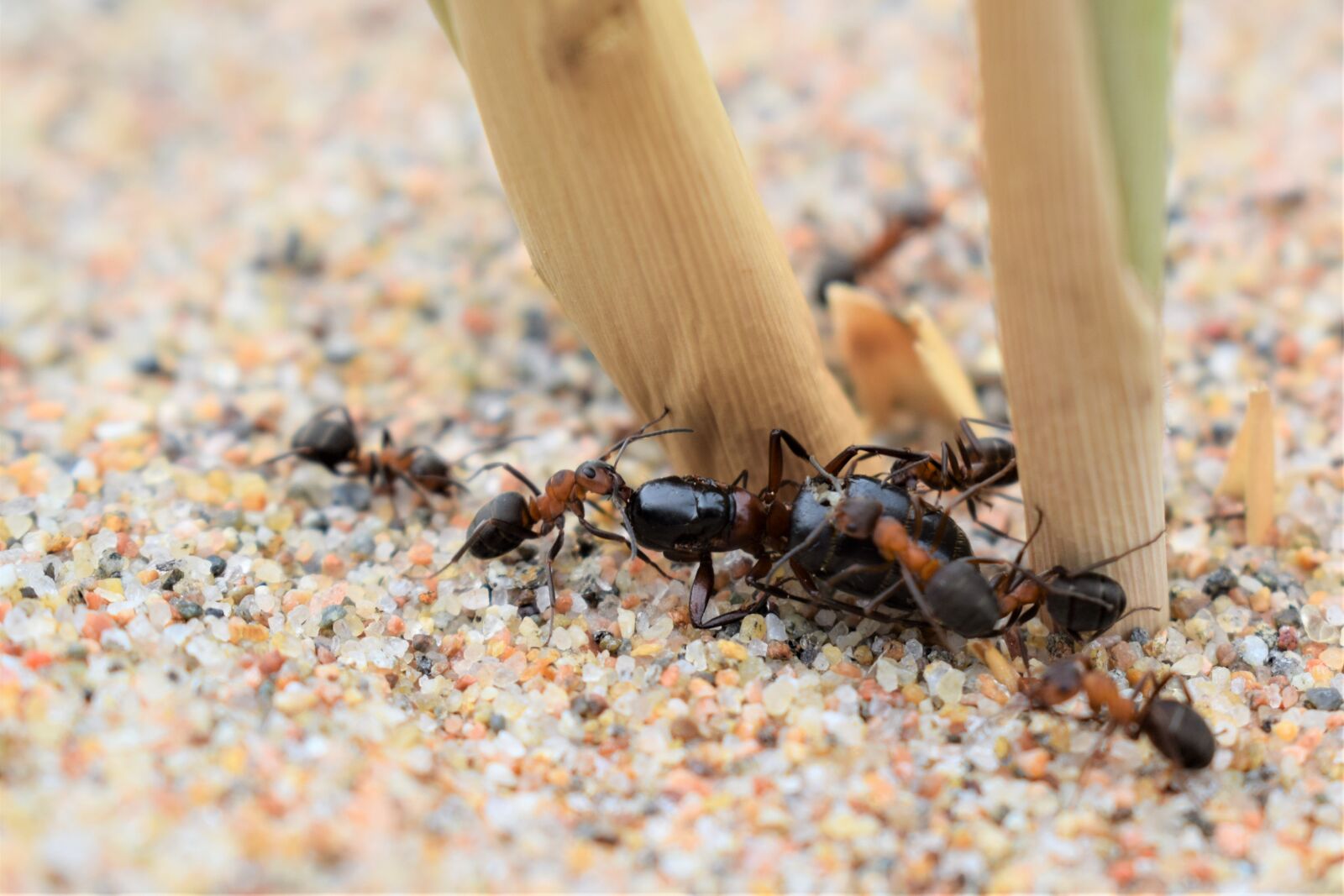 Nikon D3300 sample photo. The ant, the catch photography