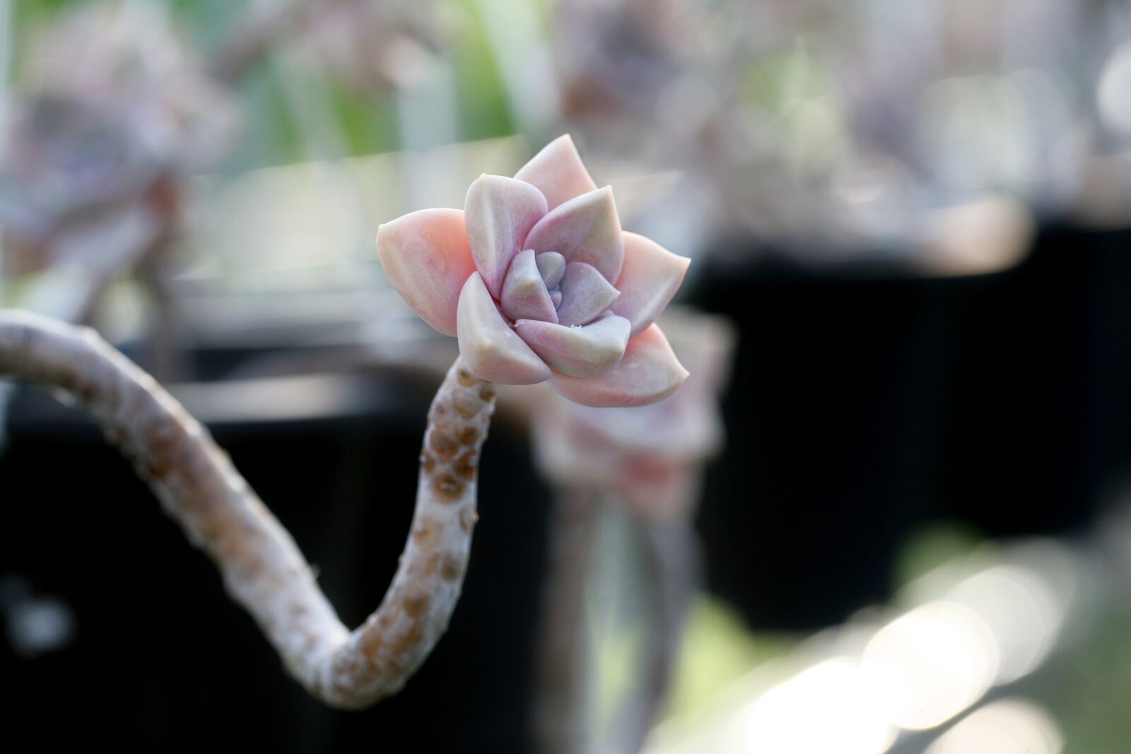 Canon EOS 5D sample photo. A fleshy plant, fleshy photography