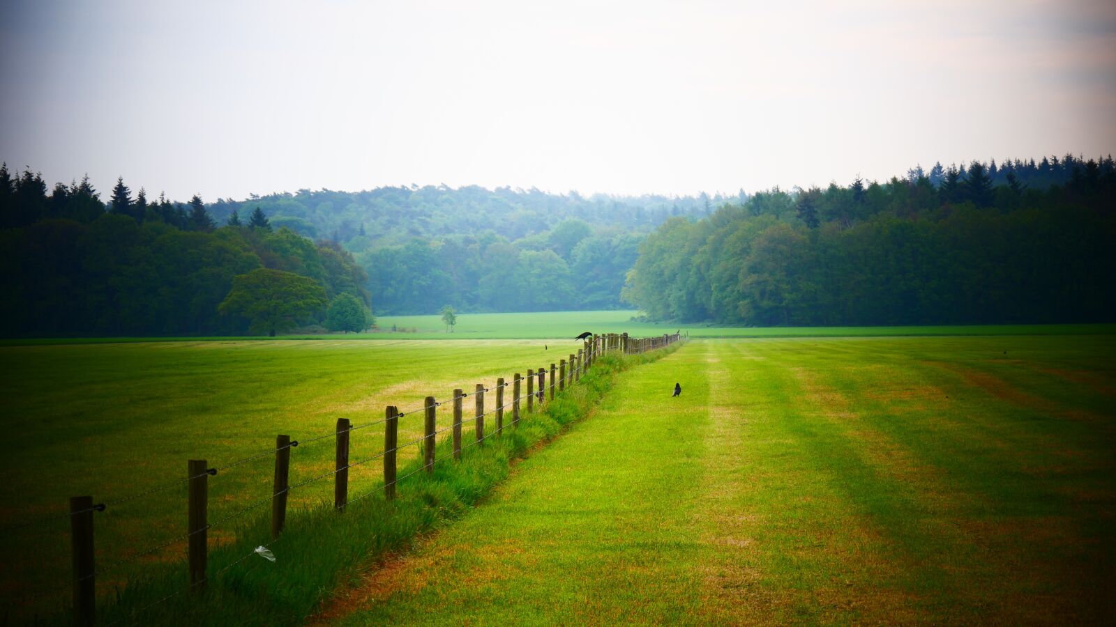 Panasonic Lumix DMC-G85 (Lumix DMC-G80) sample photo. Whey, meadow, landscape photography