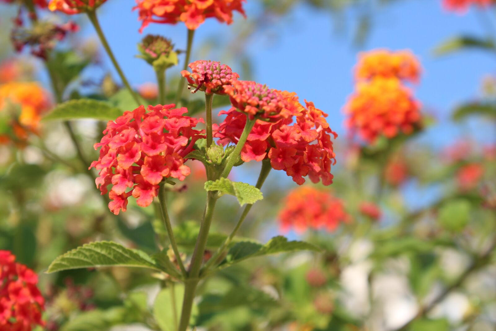 Canon EOS 600D (Rebel EOS T3i / EOS Kiss X5) sample photo. Flowers, sky, orange photography