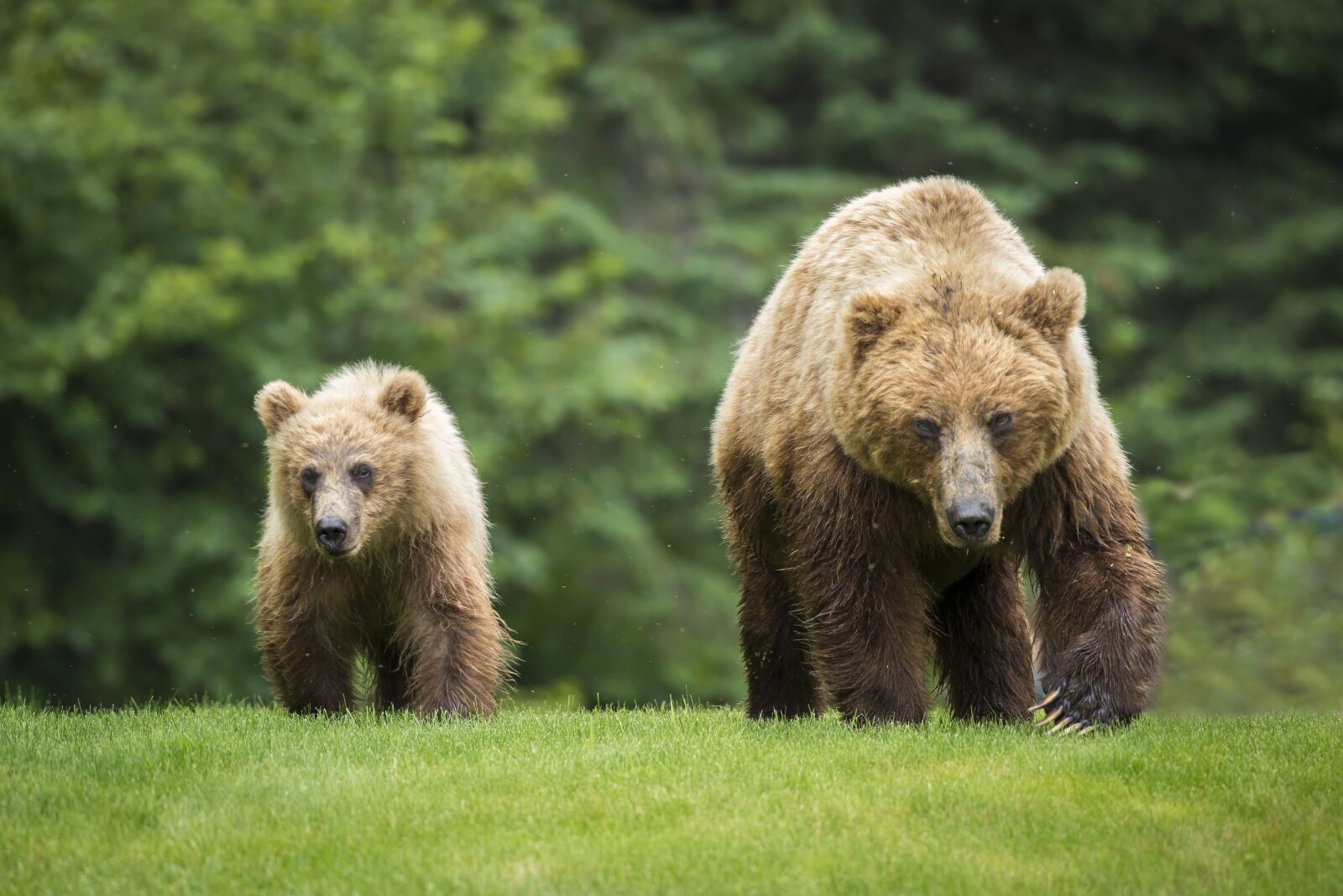 Nikon D610 sample photo. Bear, wildlife, animals photography