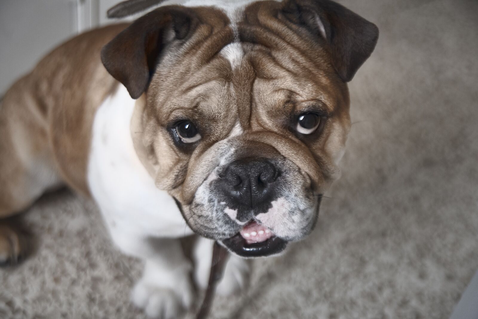 Nikon D750 sample photo. Bulldog, dog, animals photography