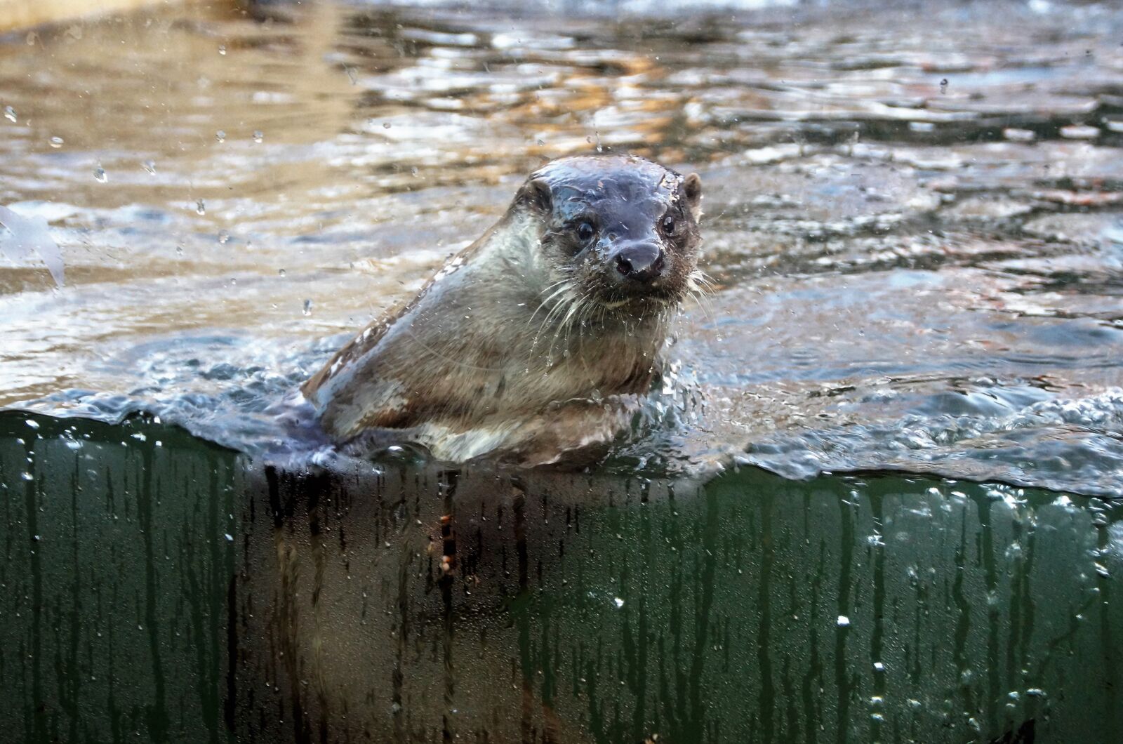 Sony SLT-A58 sample photo. Otter, fluvial, water photography