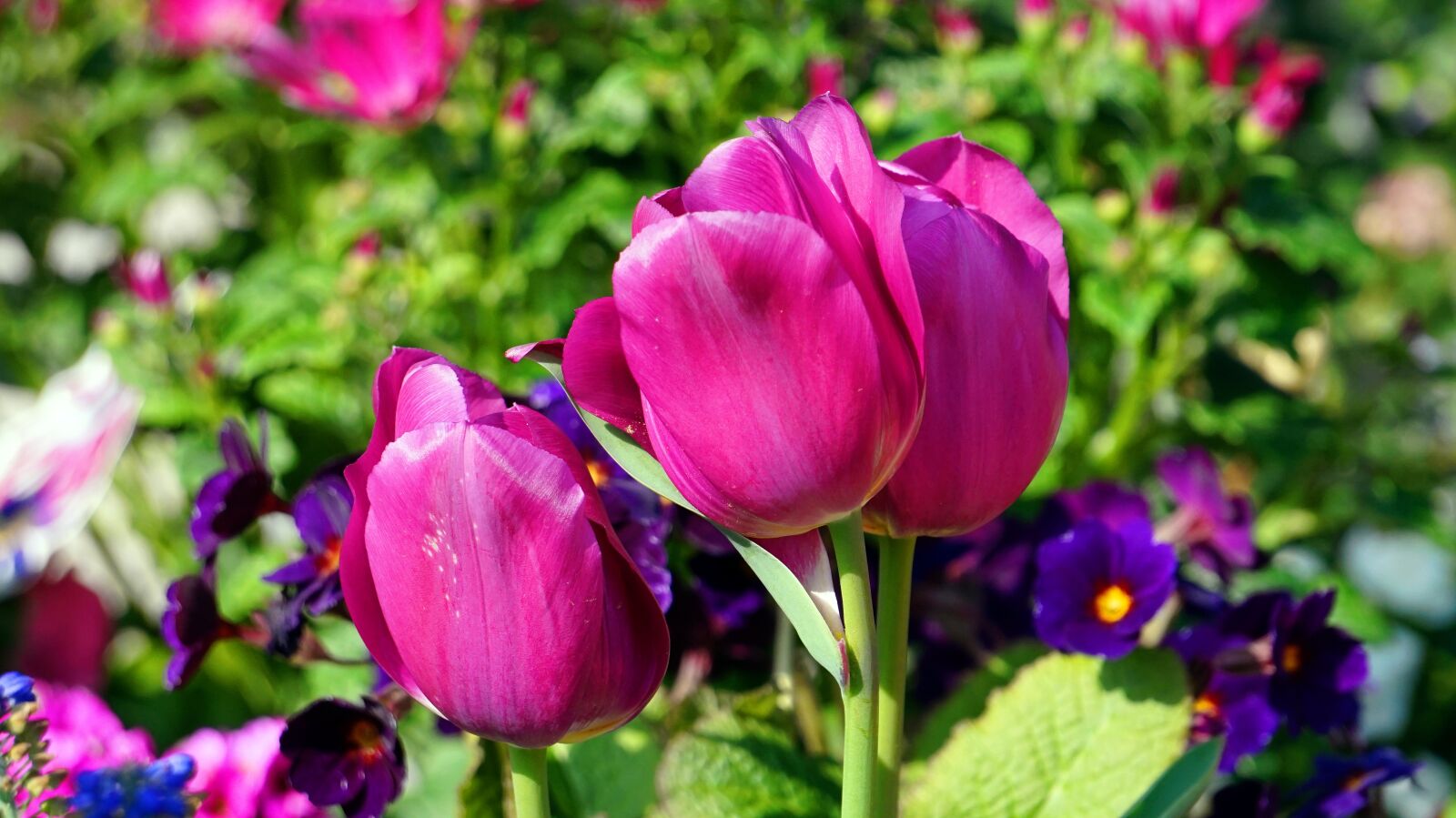 Sony Alpha a5000 (ILCE 5000) sample photo. Tulips, spring, blossom photography