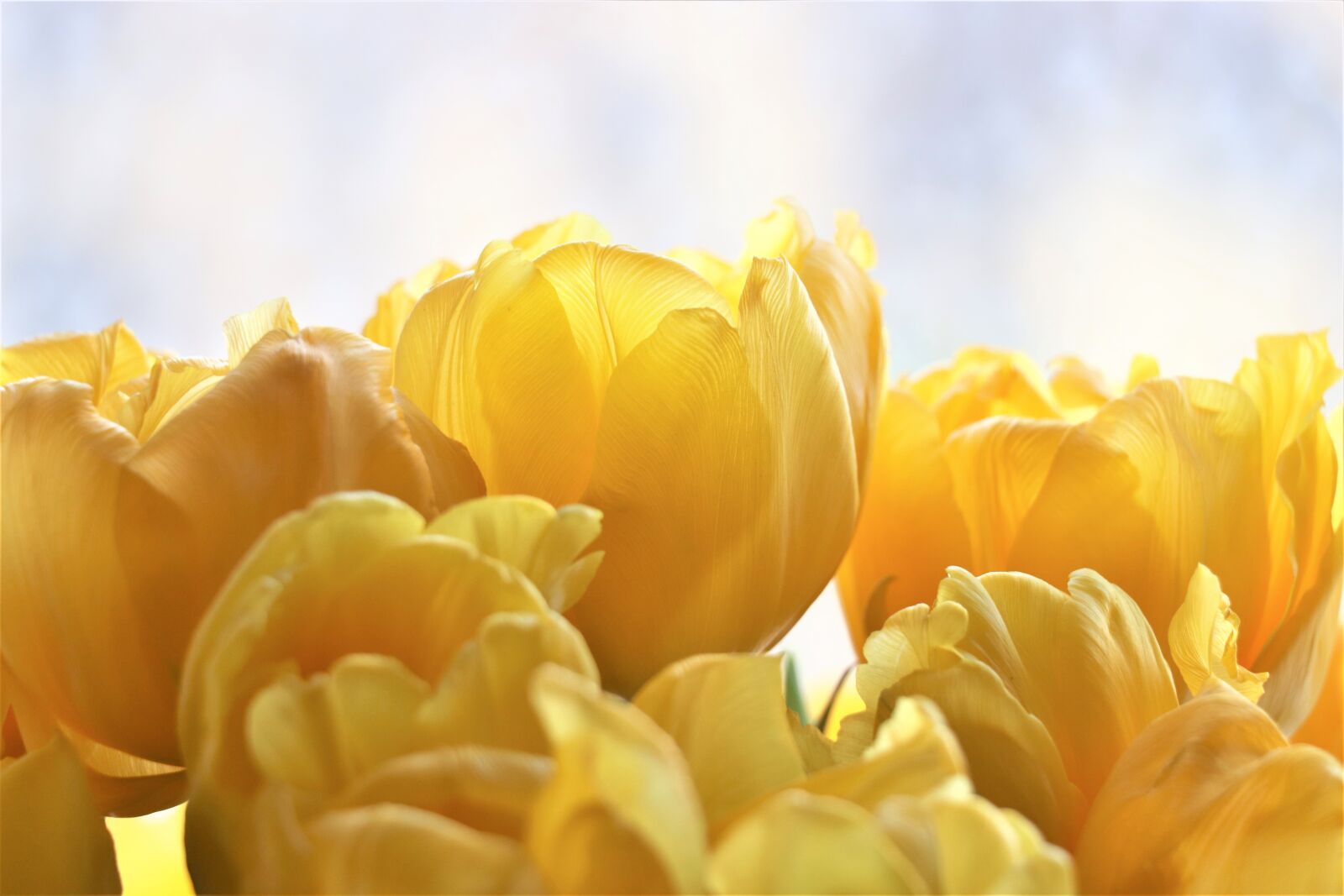 Canon EOS 77D (EOS 9000D / EOS 770D) sample photo. Tulips, yellow, flowers photography