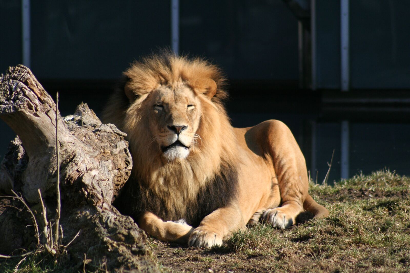 Canon EOS 350D (EOS Digital Rebel XT / EOS Kiss Digital N) sample photo. Lion, fur, animal photography