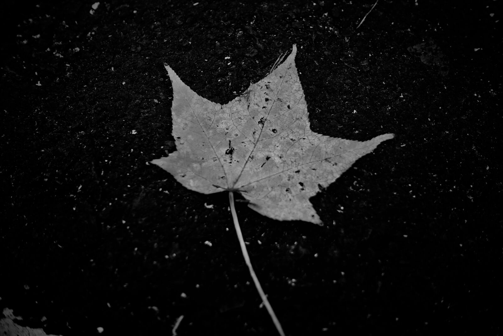 Sony DSC-RX100M5A sample photo. Contrast, nature, autumn photography