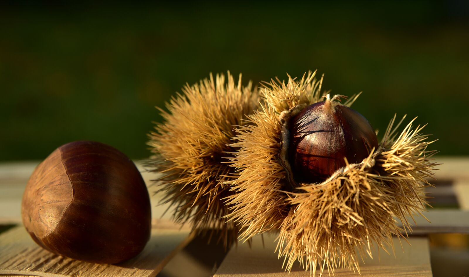 Nikon D750 sample photo. Maroni, chestnut, autumn photography
