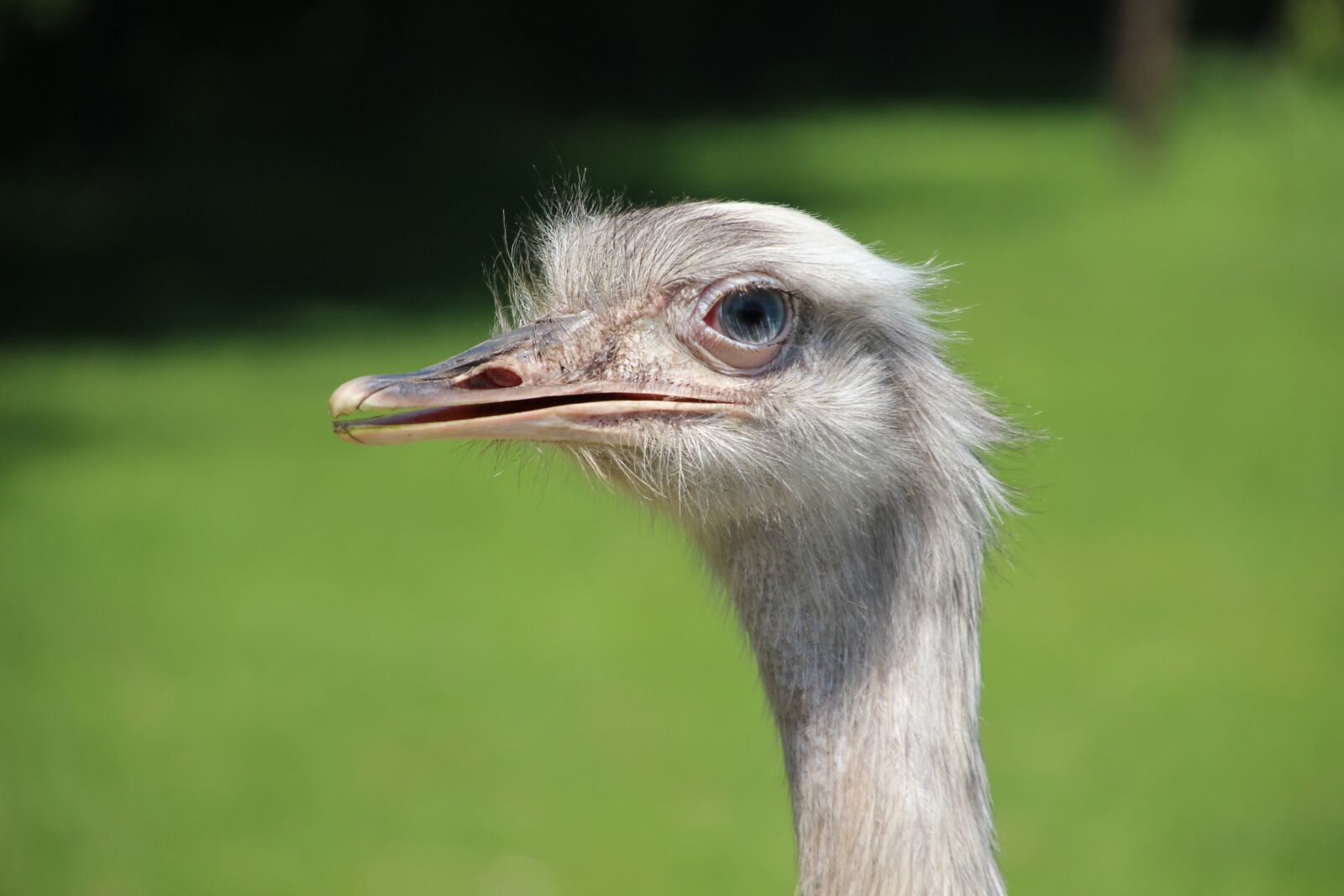 Canon EOS 1300D (EOS Rebel T6 / EOS Kiss X80) + Canon TS-E 90mm F2.8 Tilt-Shift sample photo. Ostrich, head, animal photography