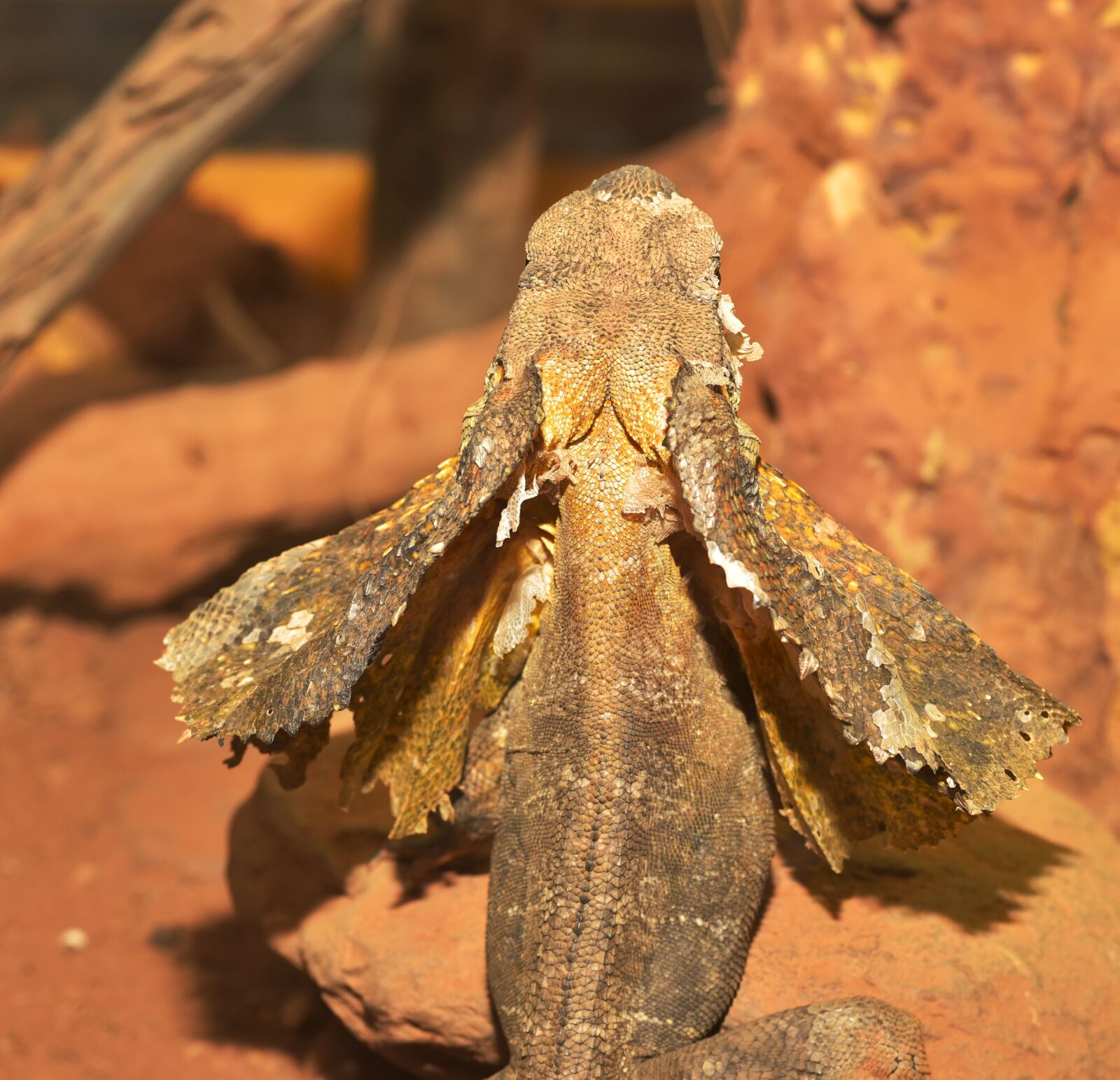 Nikon D750 sample photo. Frill necked lizard, iguana-like photography