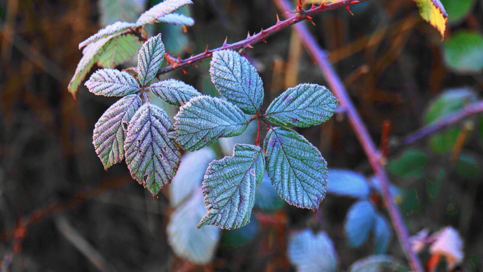 Sony E 18-200mm F3.5-6.3 OSS LE sample photo. Hoarfrost, eiskristalle, bramble photography