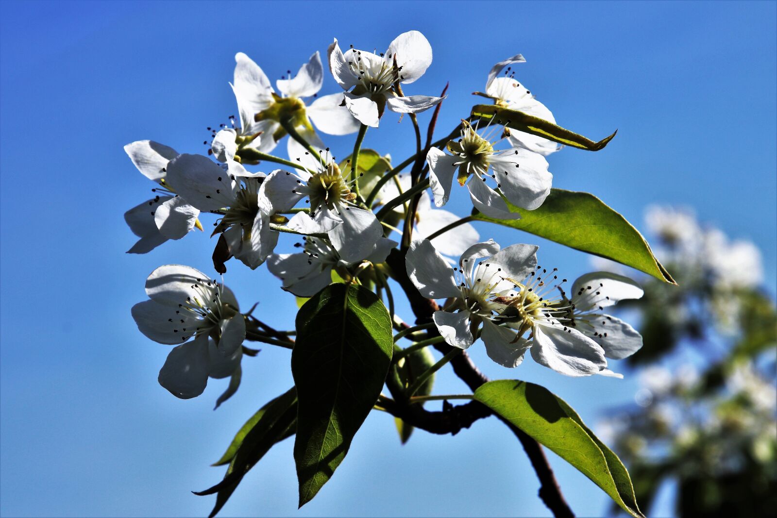 Canon EOS 80D sample photo. Spring, sky, nature photography