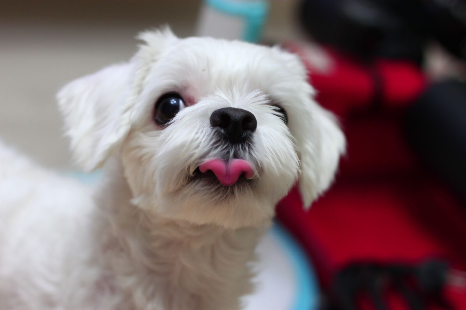 Canon EOS 500D (EOS Rebel T1i / EOS Kiss X3) sample photo. Dog, puppy, animal photography