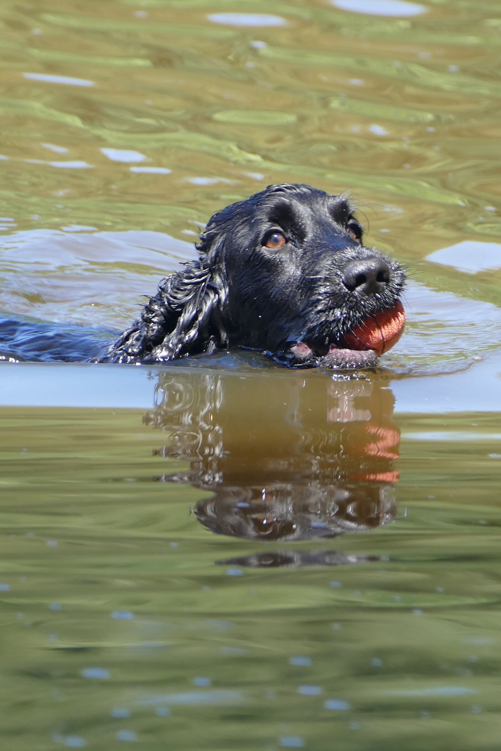 Panasonic Lumix DMC-FZ1000 sample photo. Cocker spaniel, dog, pond photography