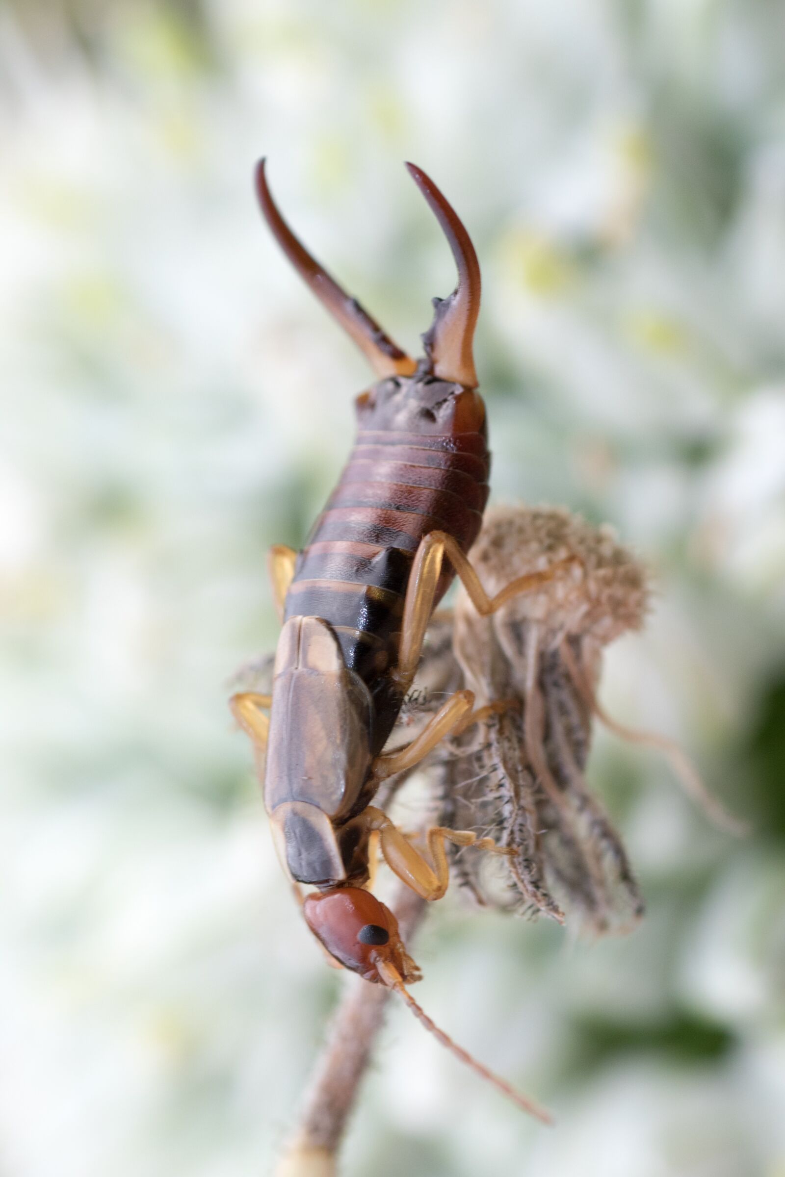 Canon EOS 7D Mark II sample photo. Earwig, earwigs, dermaptera photography