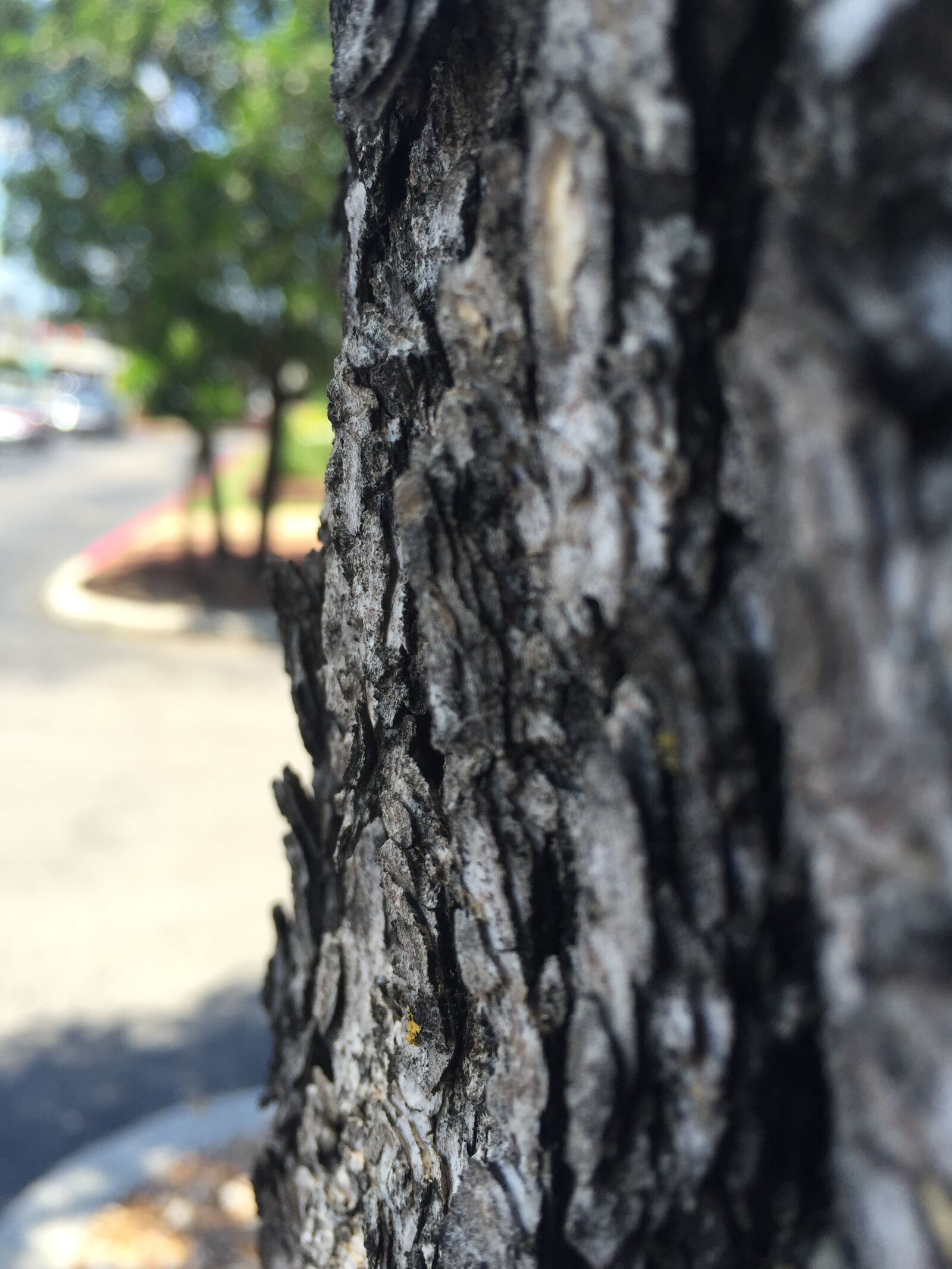iPhone 6 back camera 4.15mm f/2.2 sample photo