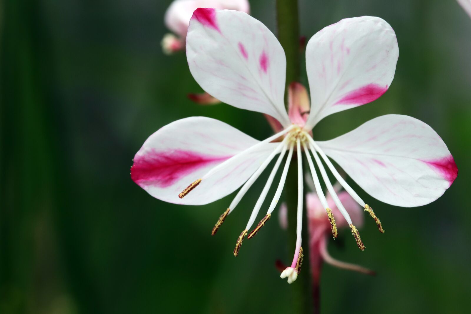 Canon EOS 6D Mark II sample photo. Summer, summer flowers, flowers photography