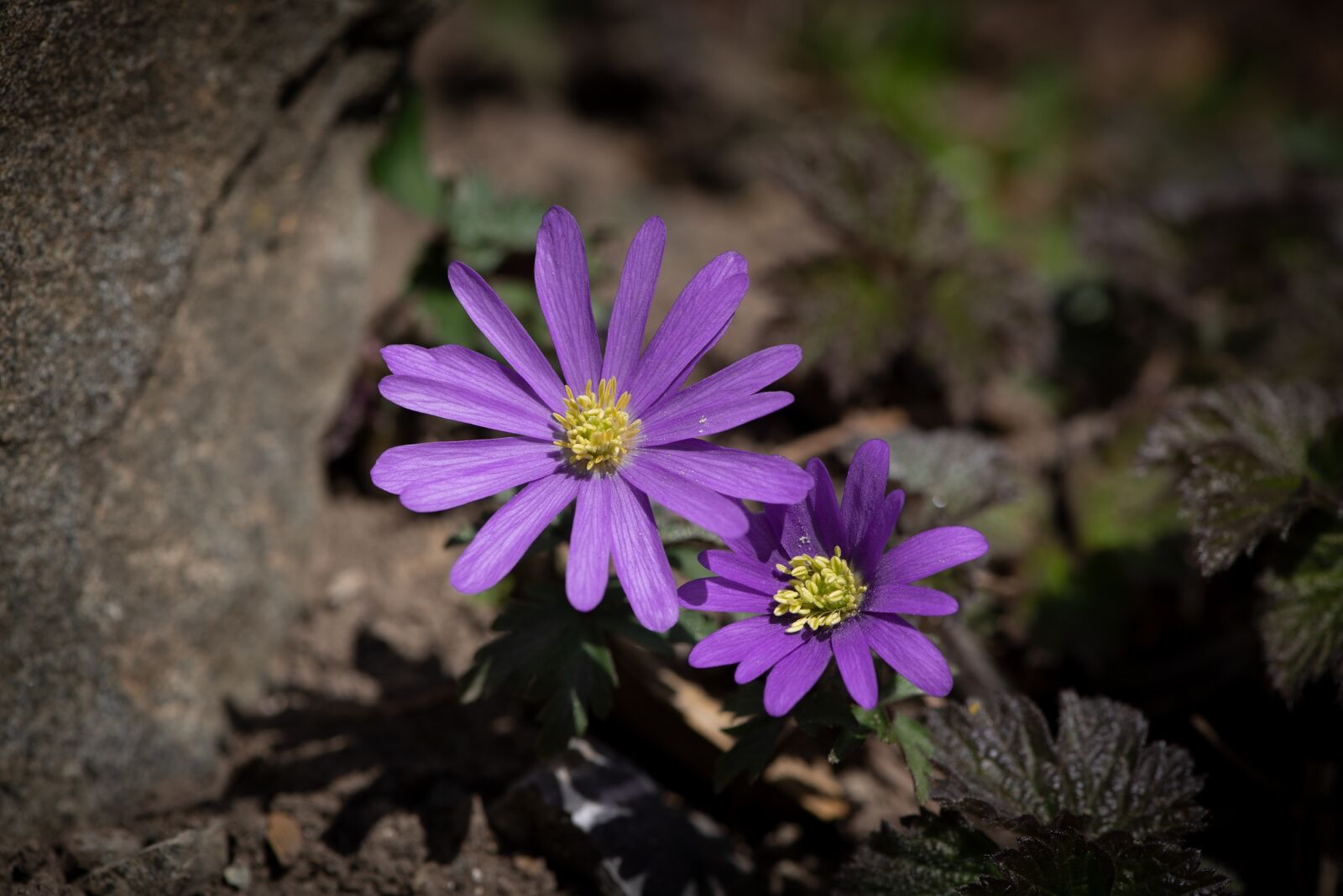 Nikon D750 sample photo. Flowers, purple, violet photography