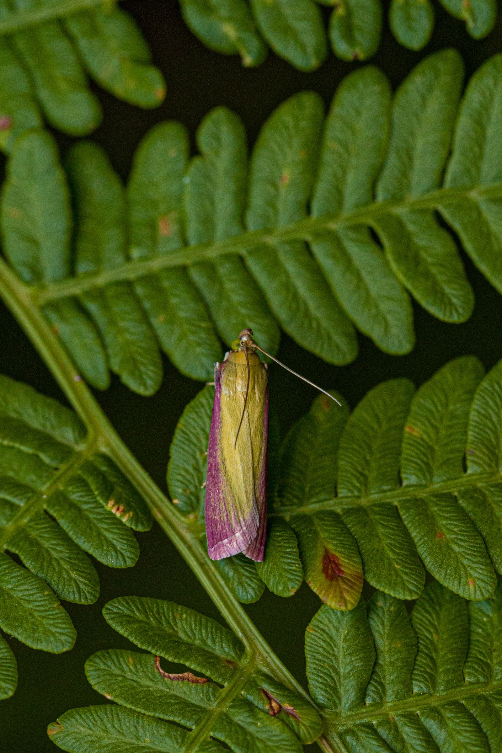 Canon EOS 6D Mark II + Canon EF 100mm F2.8L Macro IS USM sample photo. Rhubarb borer, nature, butterfly photography