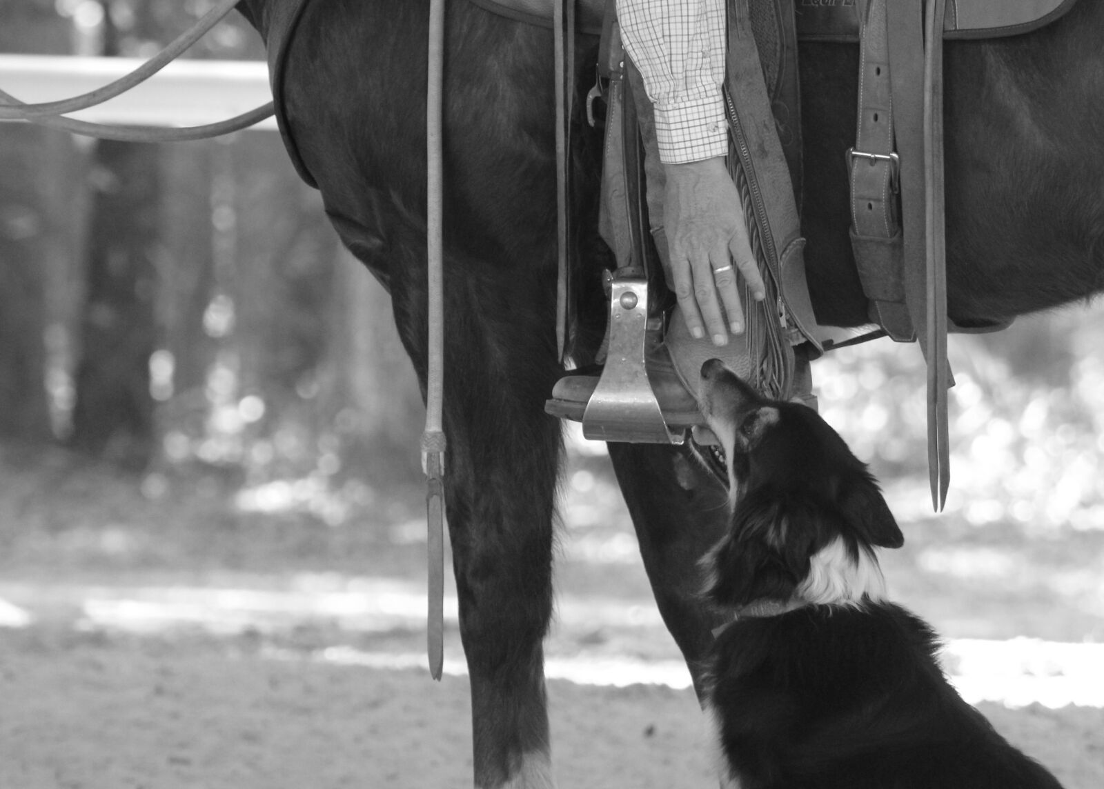 Canon EOS 1300D (EOS Rebel T6 / EOS Kiss X80) sample photo. Horse, cowboy, rider photography