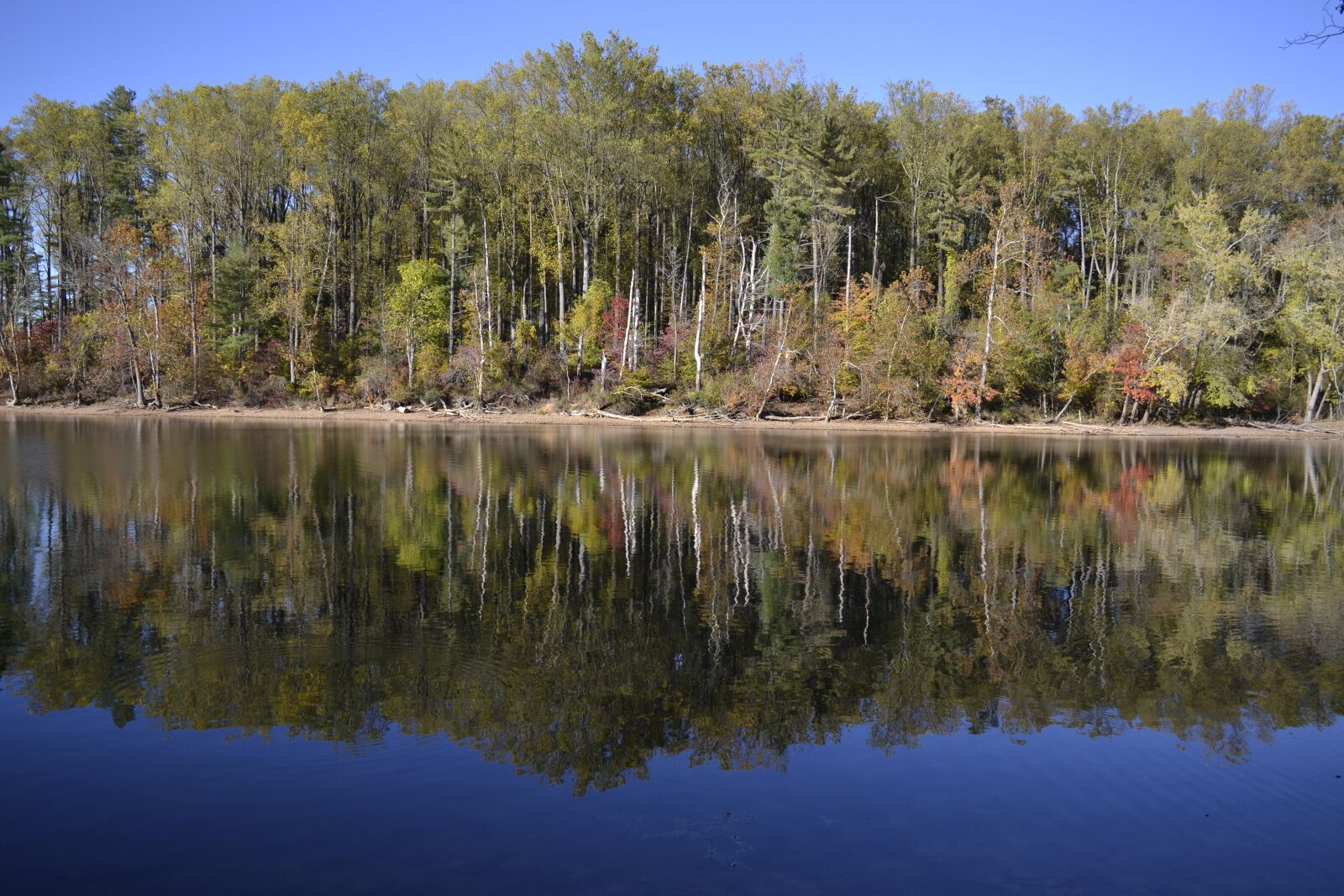 Nikon D3100 sample photo. Trees, lake, reflection photography
