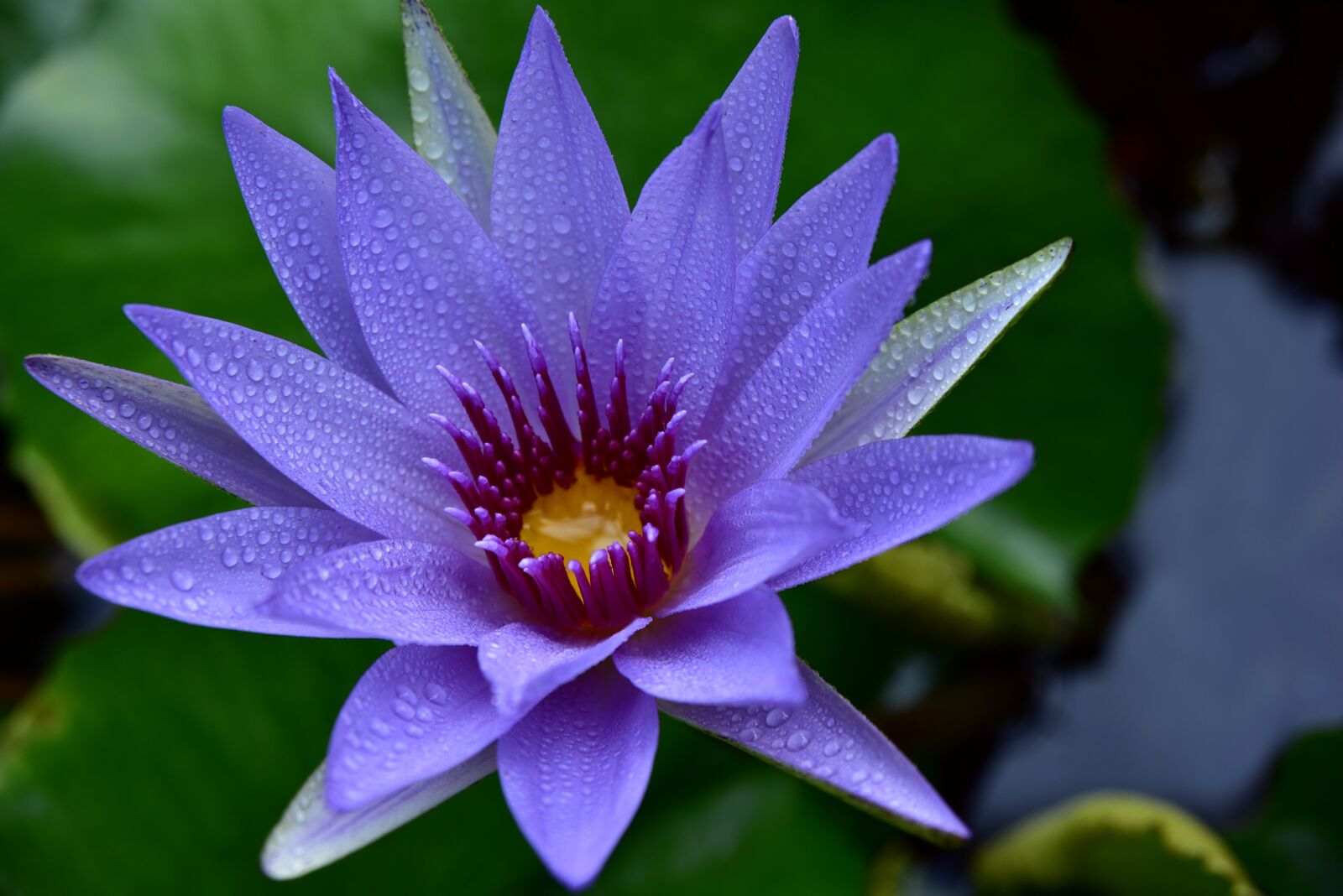 Nikon D750 sample photo. Nuphar lutea, water lily photography