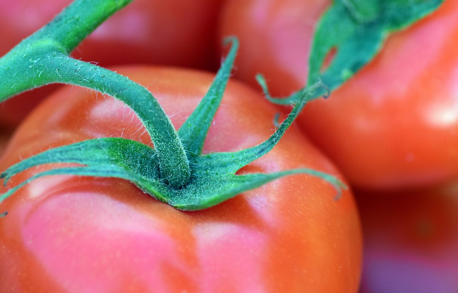 Nikon D3300 sample photo. Tomato, bush tomato, vegetables photography