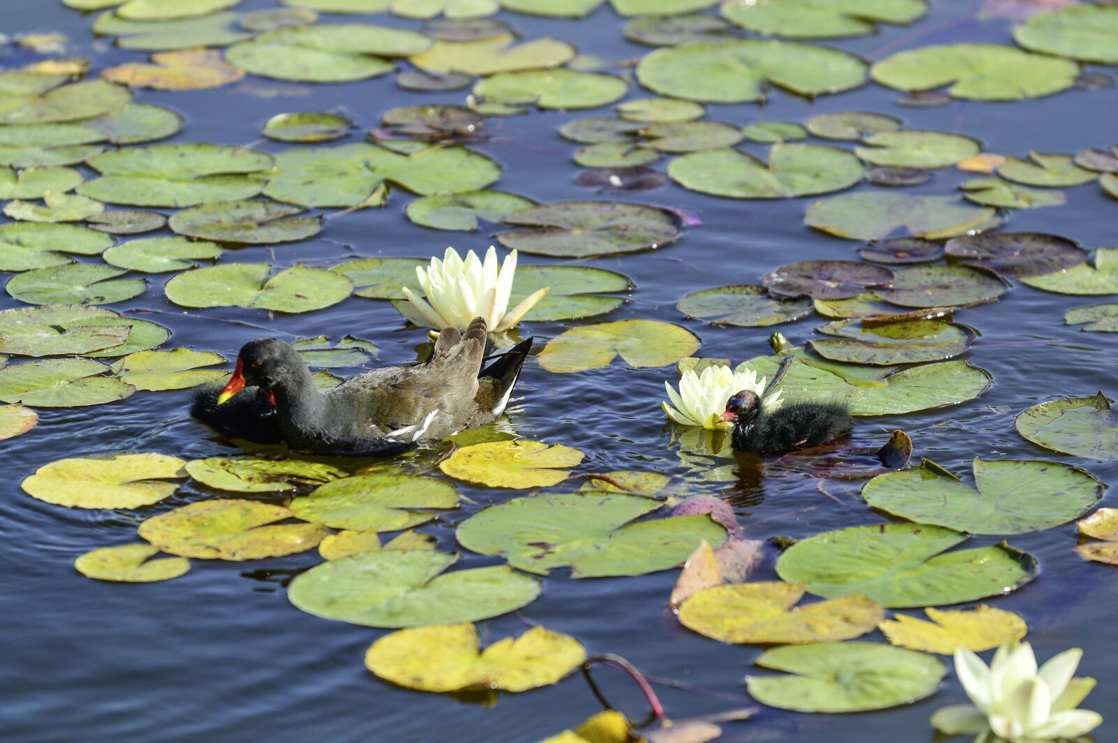Nikon D3200 sample photo. Water lilies, young animal photography
