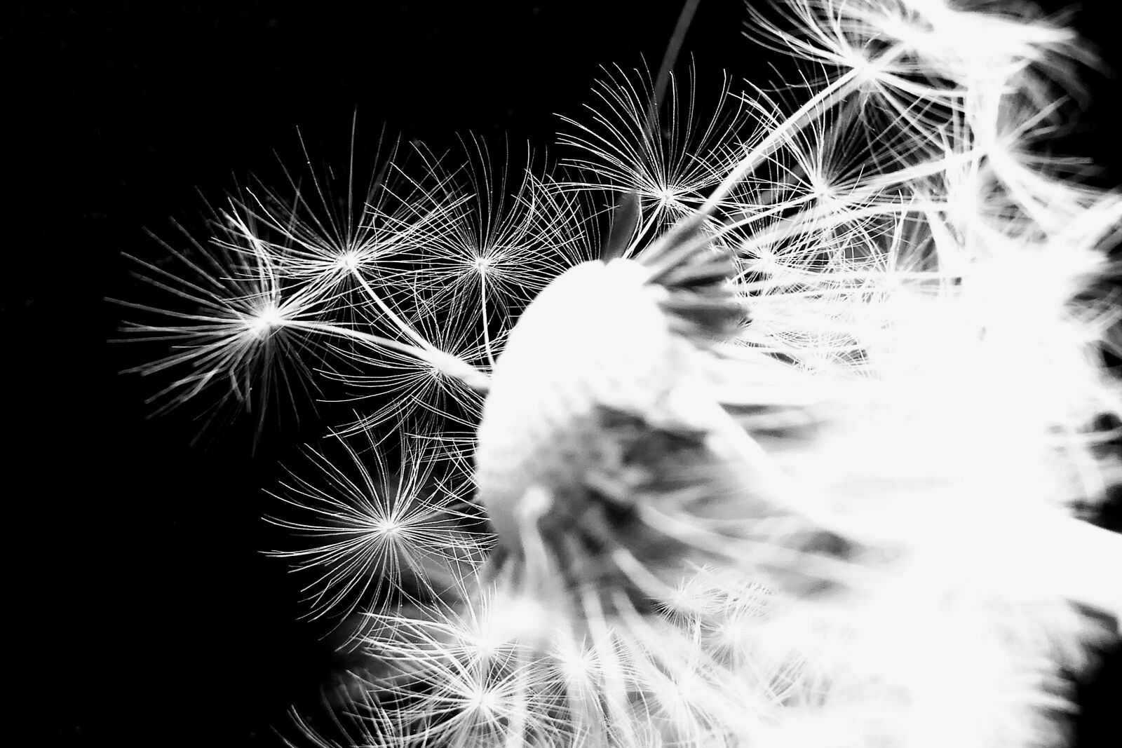 Panasonic Lumix DMC-LX10 (Lumix DMC-LX15) sample photo. Dandelion, dandelion flower, umbrella photography