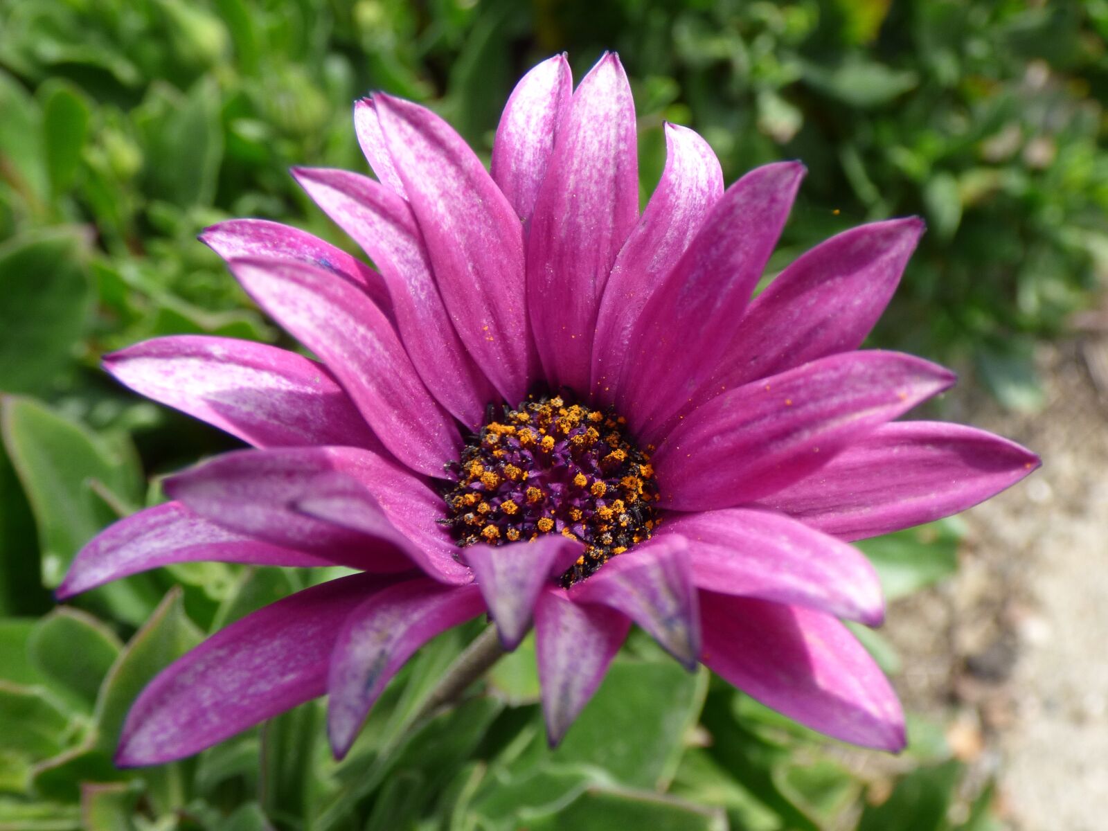 Panasonic Lumix DMC-FZ70 sample photo. Flower, purple flower, daisy photography