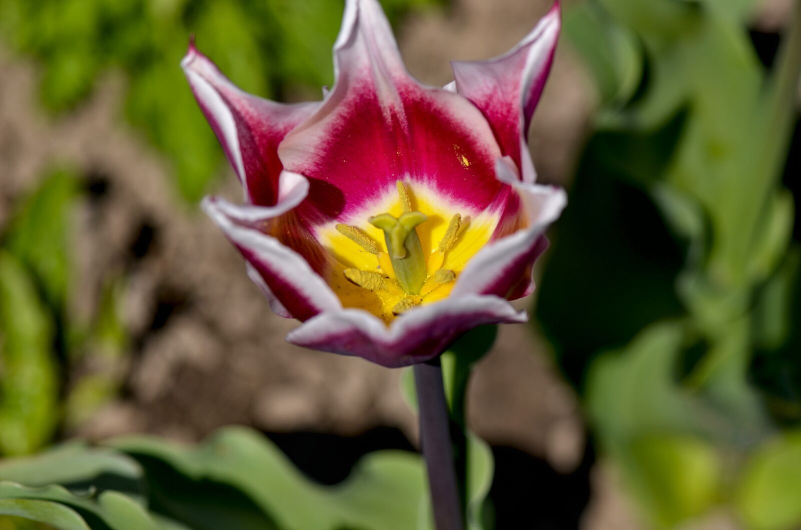 Nikon D7000 sample photo. Tulip, stamp, plant photography