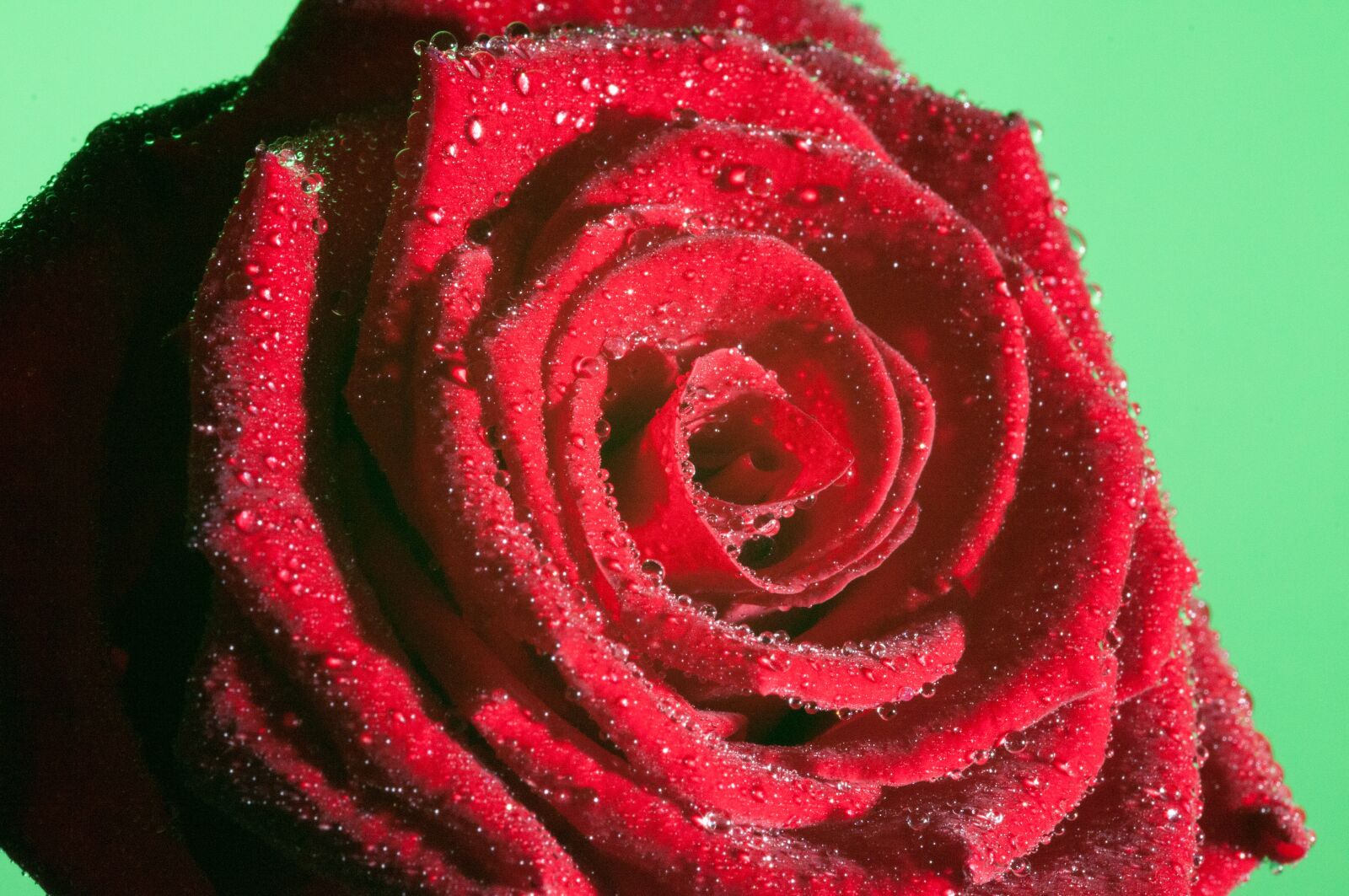 Nikon D300 sample photo. Flower, macro, close up photography