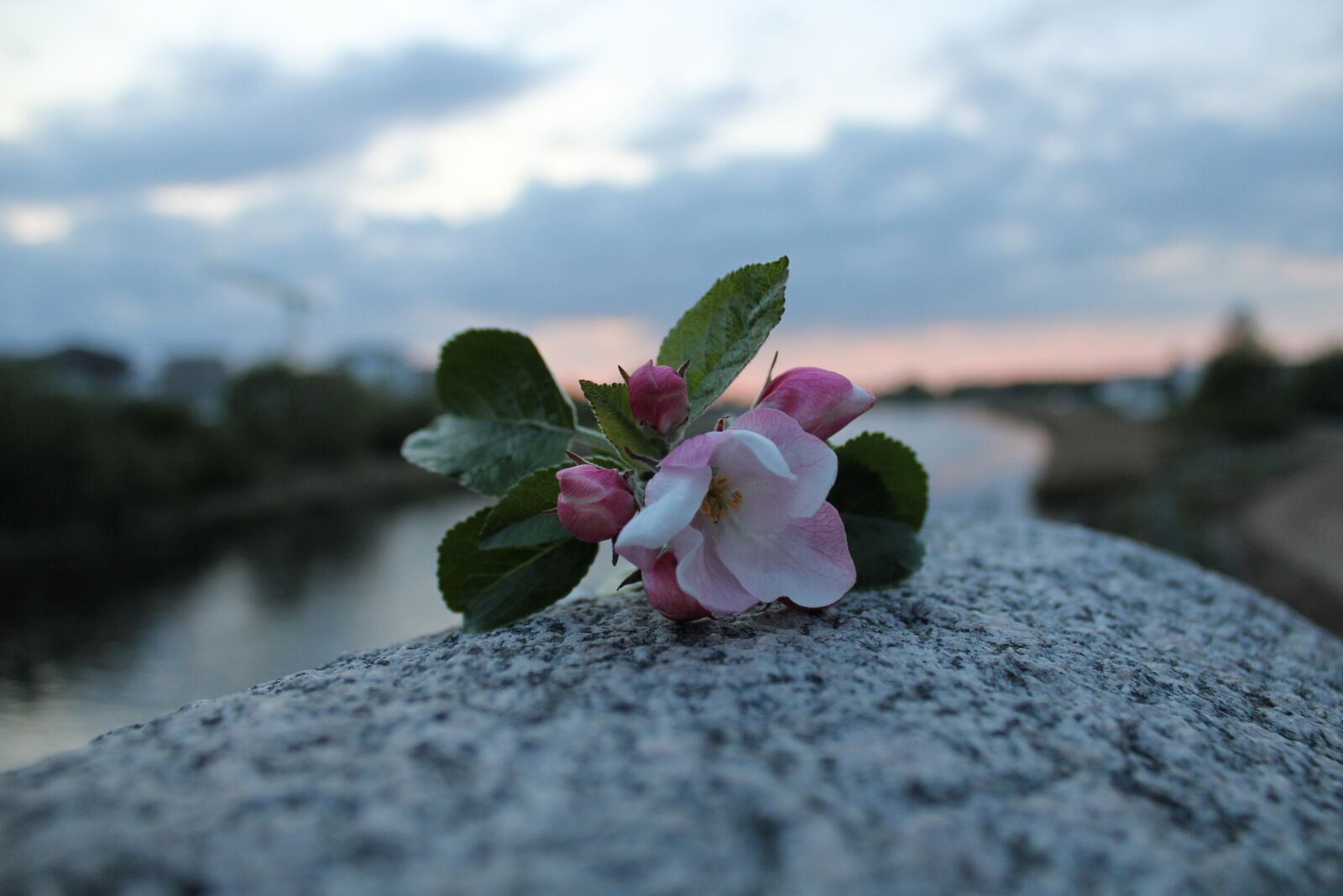 Canon EOS 2000D (EOS Rebel T7 / EOS Kiss X90 / EOS 1500D) sample photo. Flower, clouds, water photography