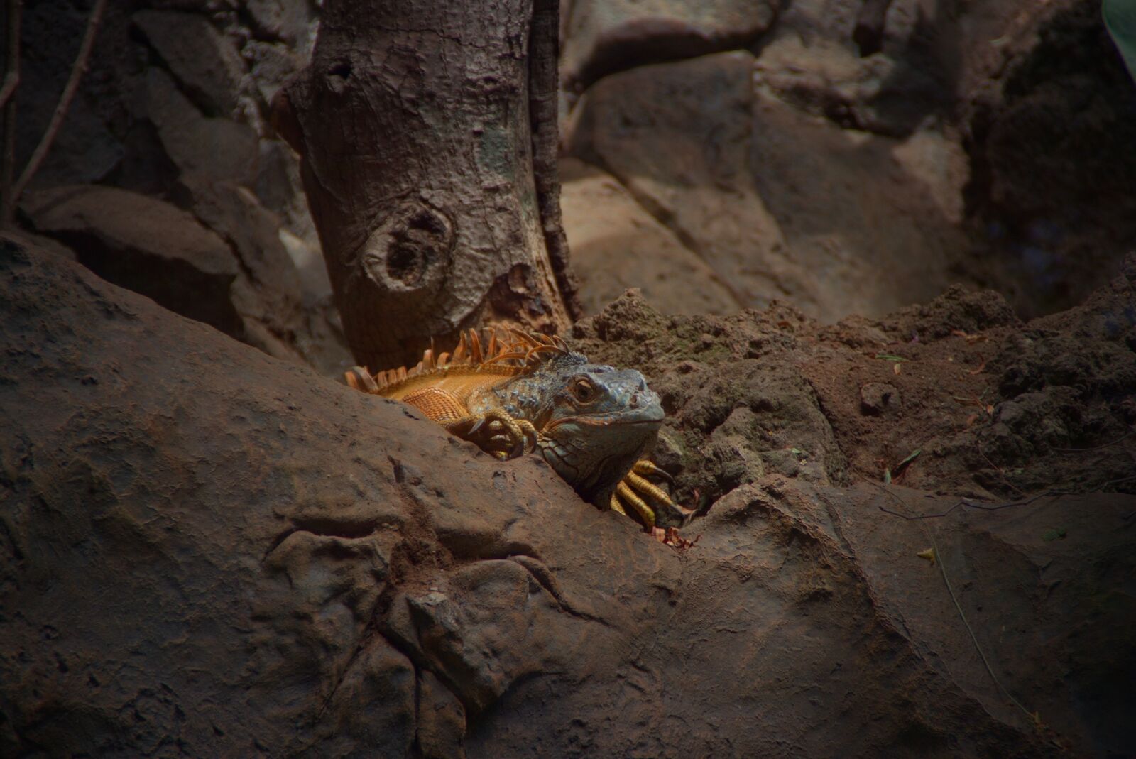 Pentax K-70 sample photo. Nature, lizard, reptile photography