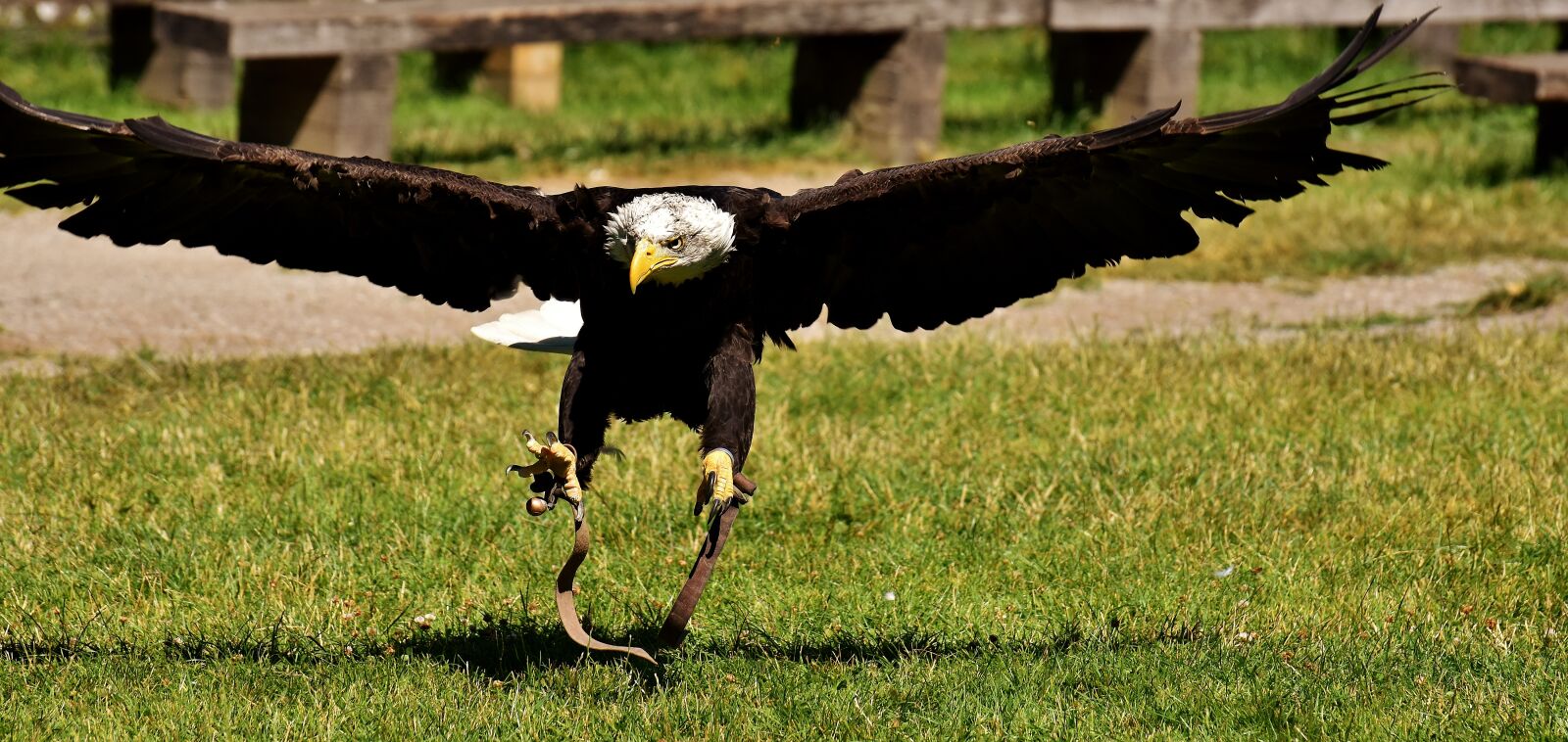 Nikon D7200 sample photo. Adler, bald eagles, bird photography