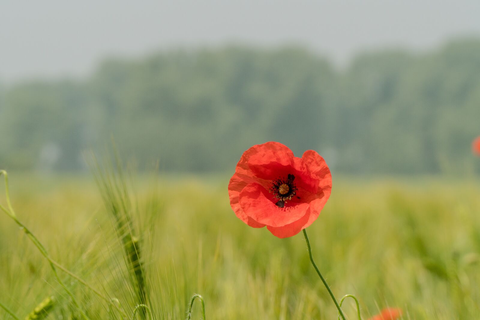 Sony a6300 + Sony E PZ 18-105mm F4 G OSS sample photo. Poppy, green, poppy flower photography