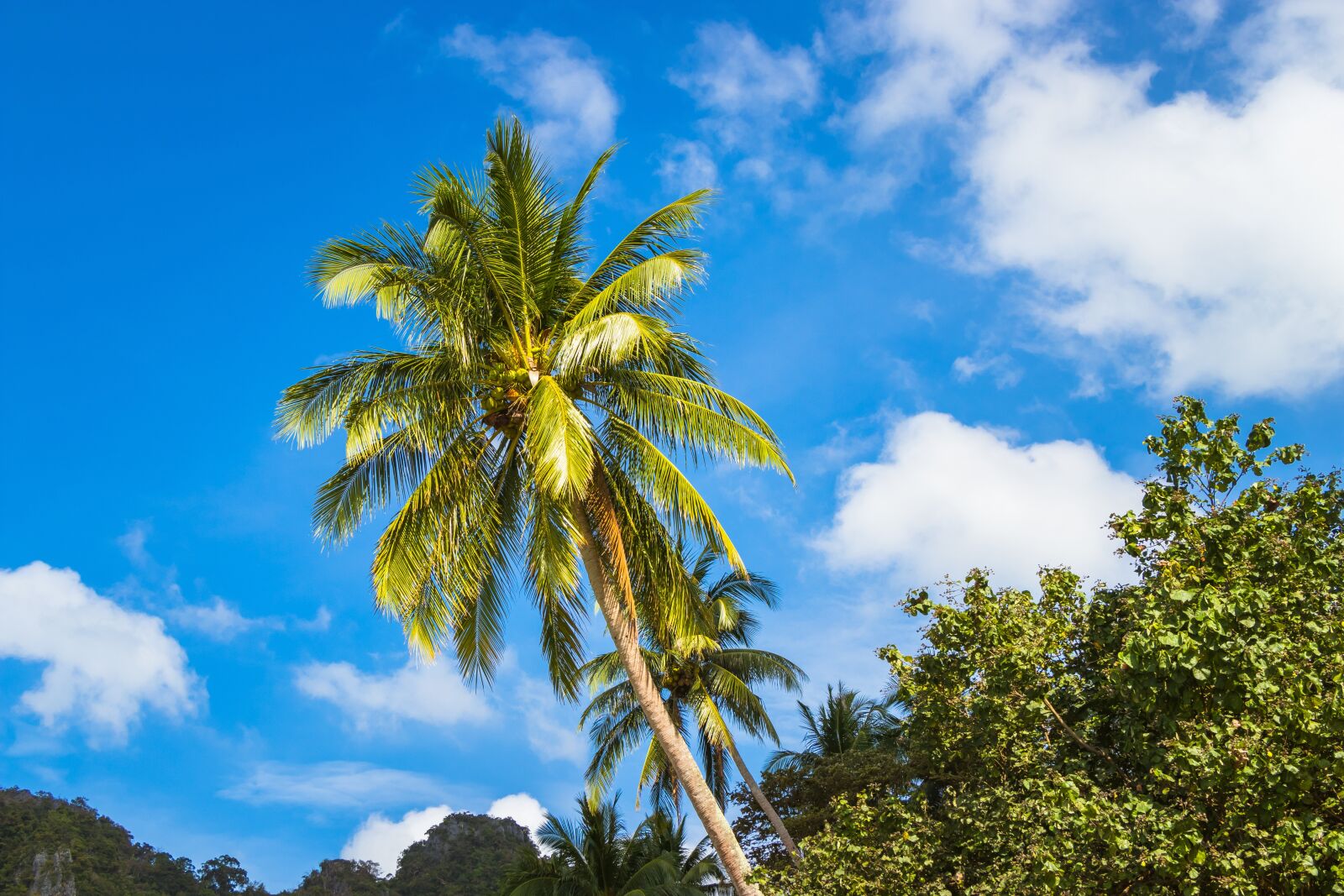 Canon EF-S 18-135mm F3.5-5.6 IS USM sample photo. Tree, nature, arecaceae photography