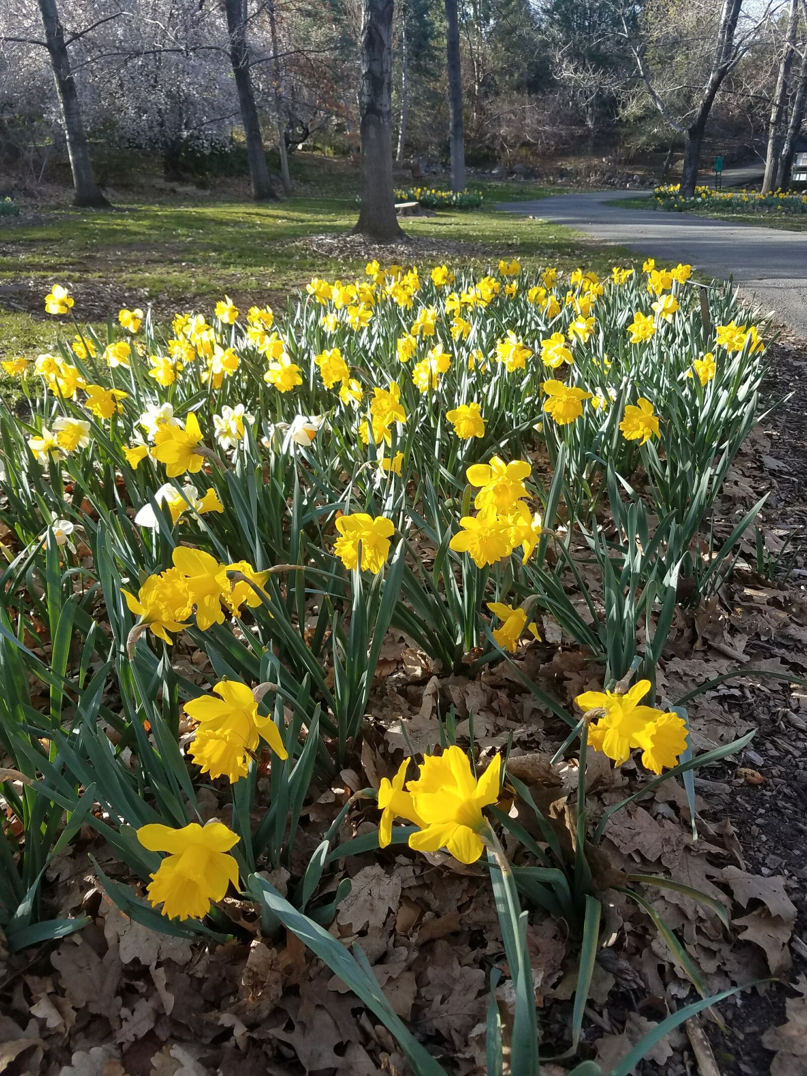 Samsung Galaxy S7 sample photo. Outdoor, nature, flowers photography