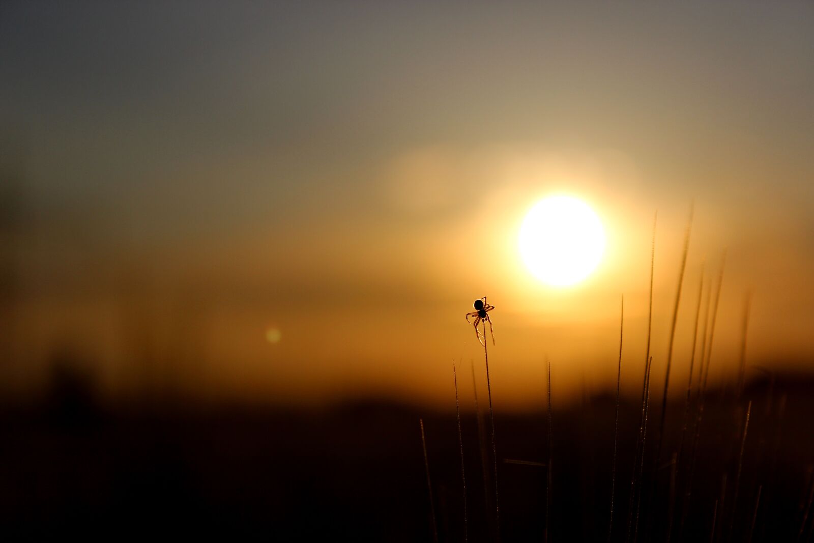 Canon EOS 600D (Rebel EOS T3i / EOS Kiss X5) sample photo. Sun, spider, early in photography