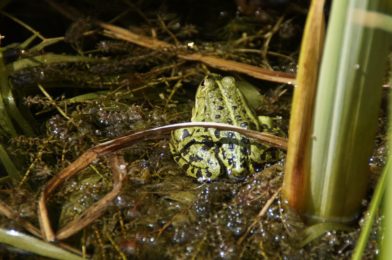 Sony SLT-A58 sample photo. Frog pond, frog, amphibian photography