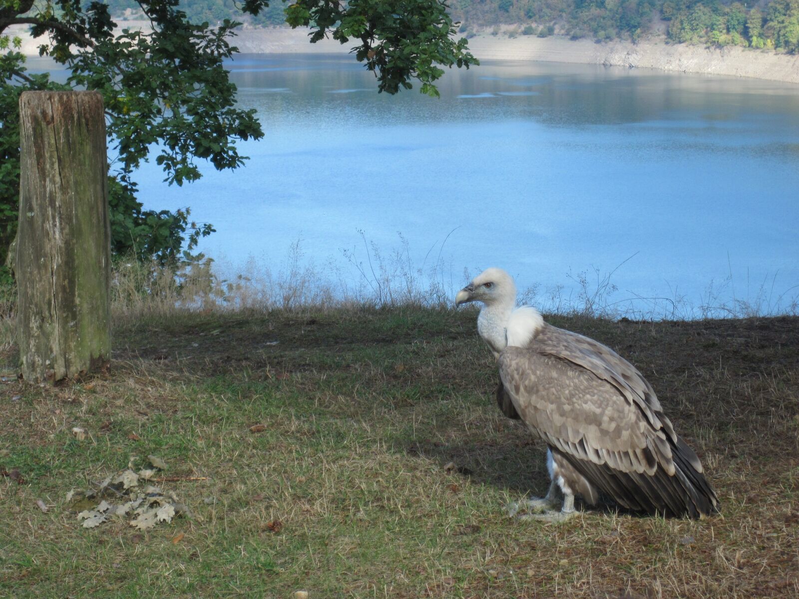 Canon PowerShot D10 sample photo. Vulture, bird of prey photography